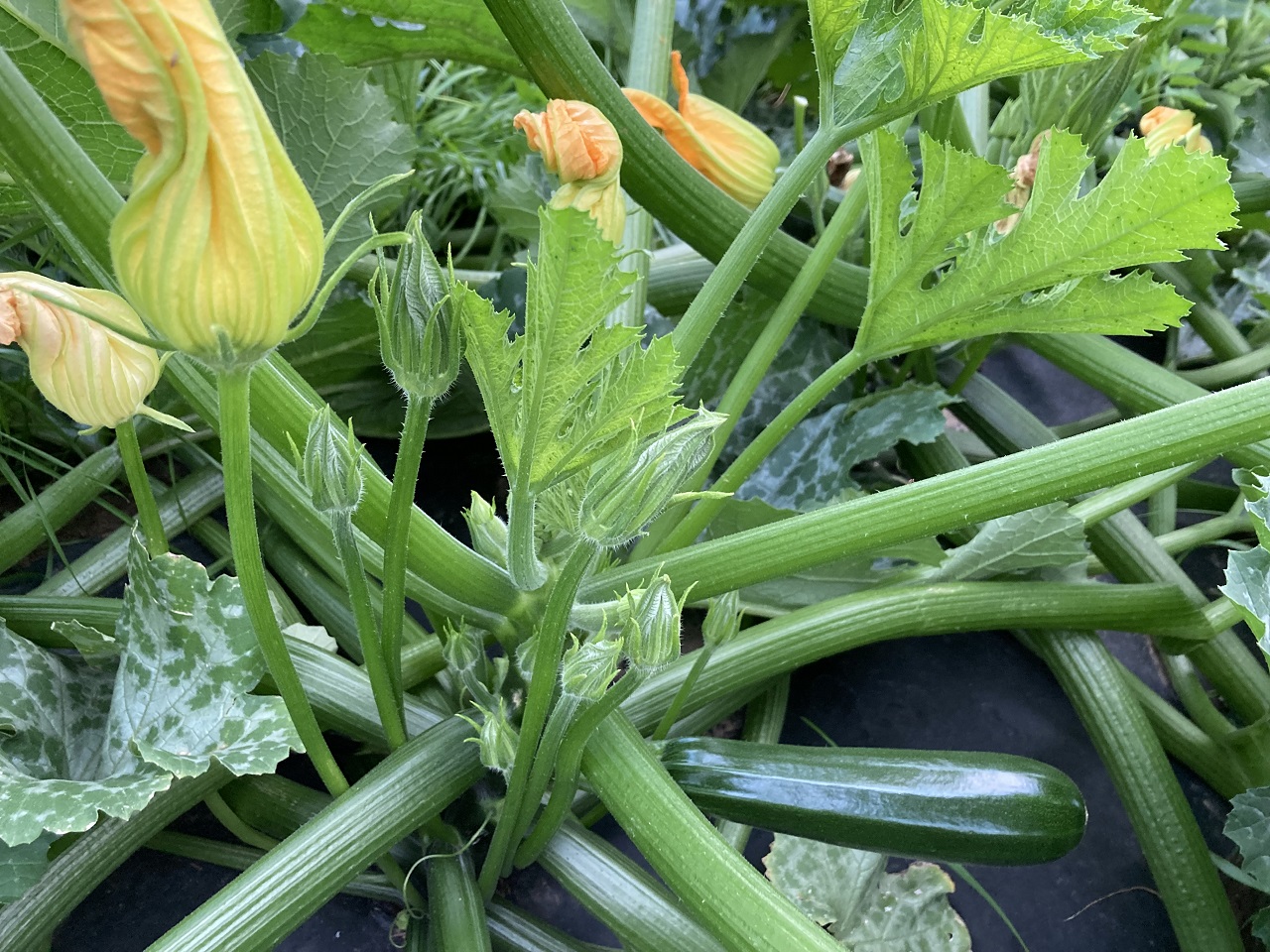 Fleur pomme de terre